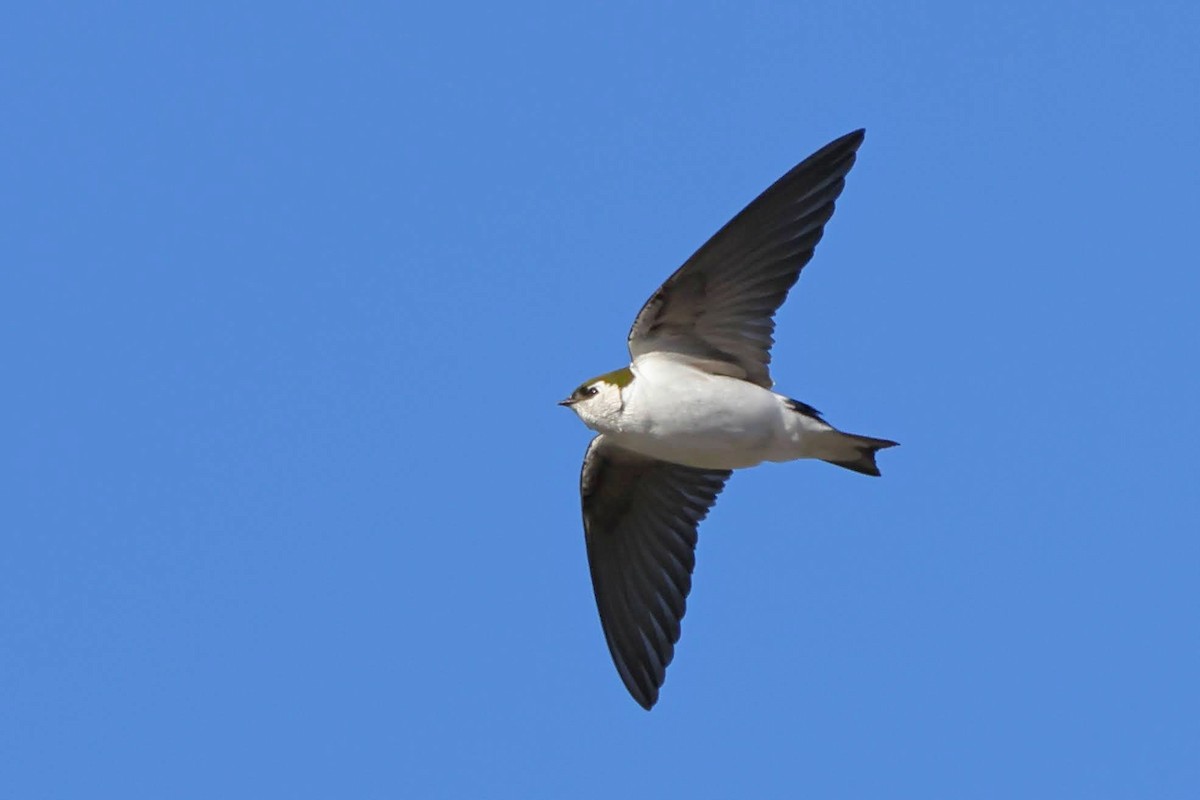 Violet-green Swallow - ML401361491