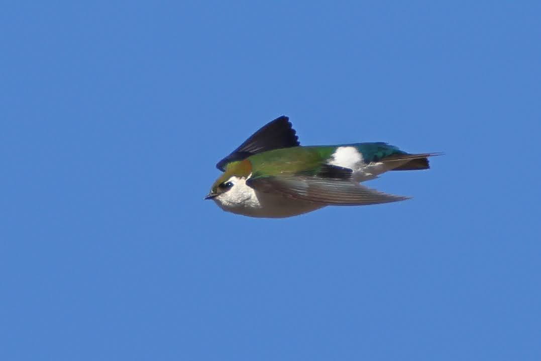 Violet-green Swallow - Keith Leland