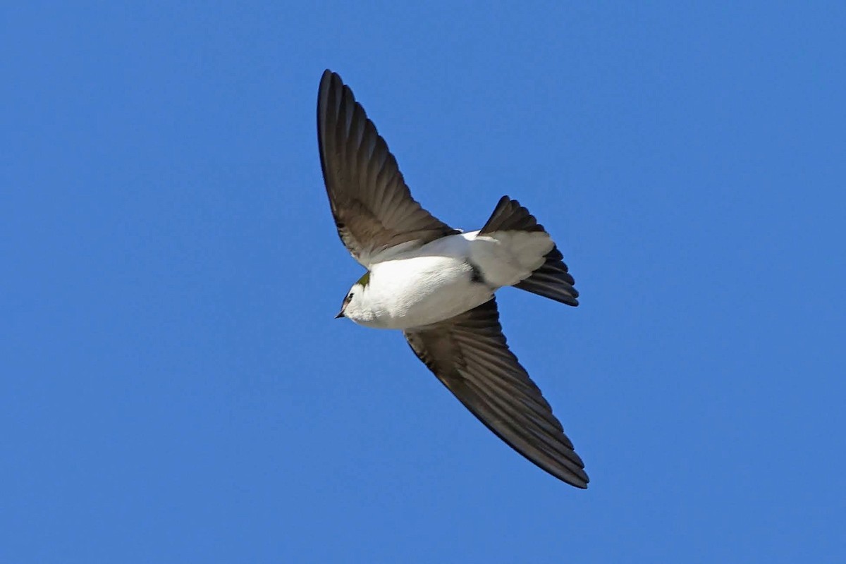 Violet-green Swallow - ML401361561