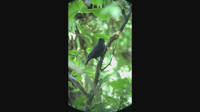 Bare-necked Umbrellabird - ML401361611
