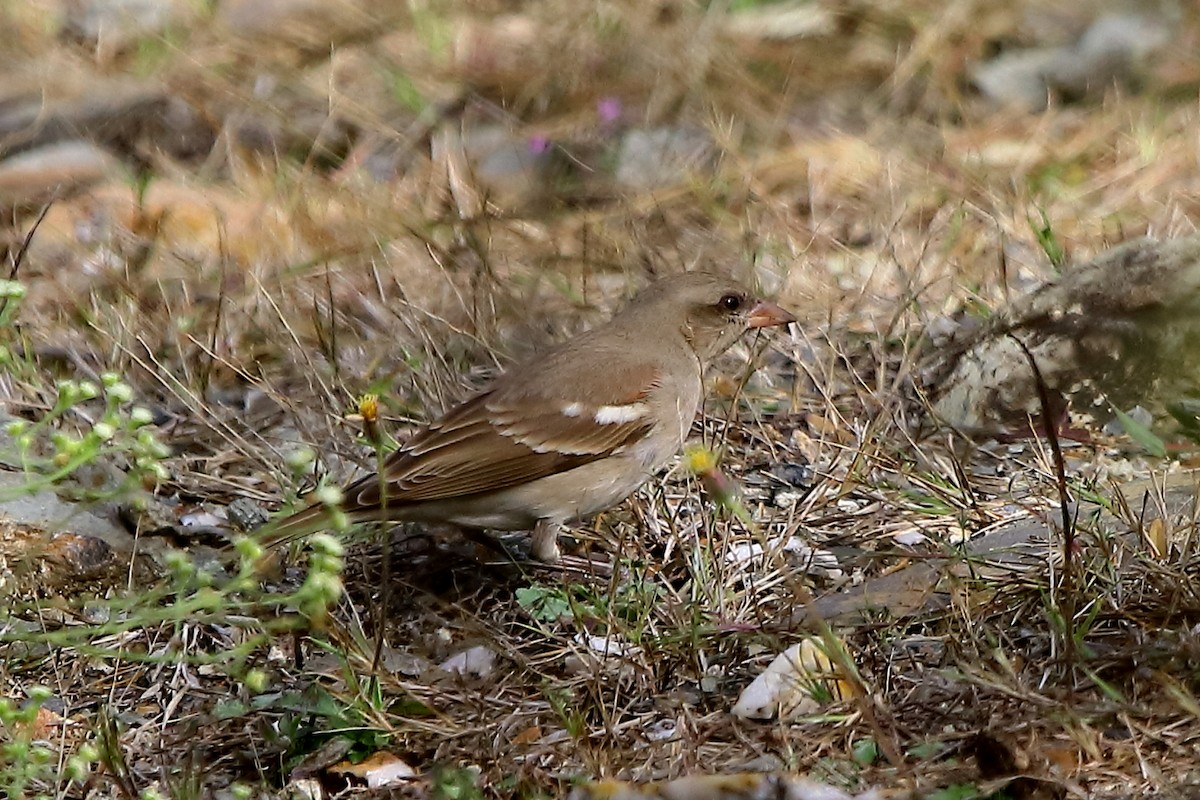 Yellow-throated Sparrow - Gopi Sundar
