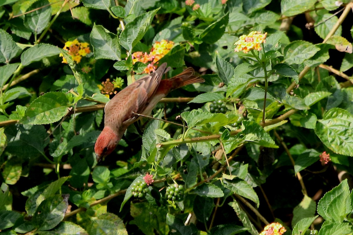 Common Rosefinch - Gopi Sundar