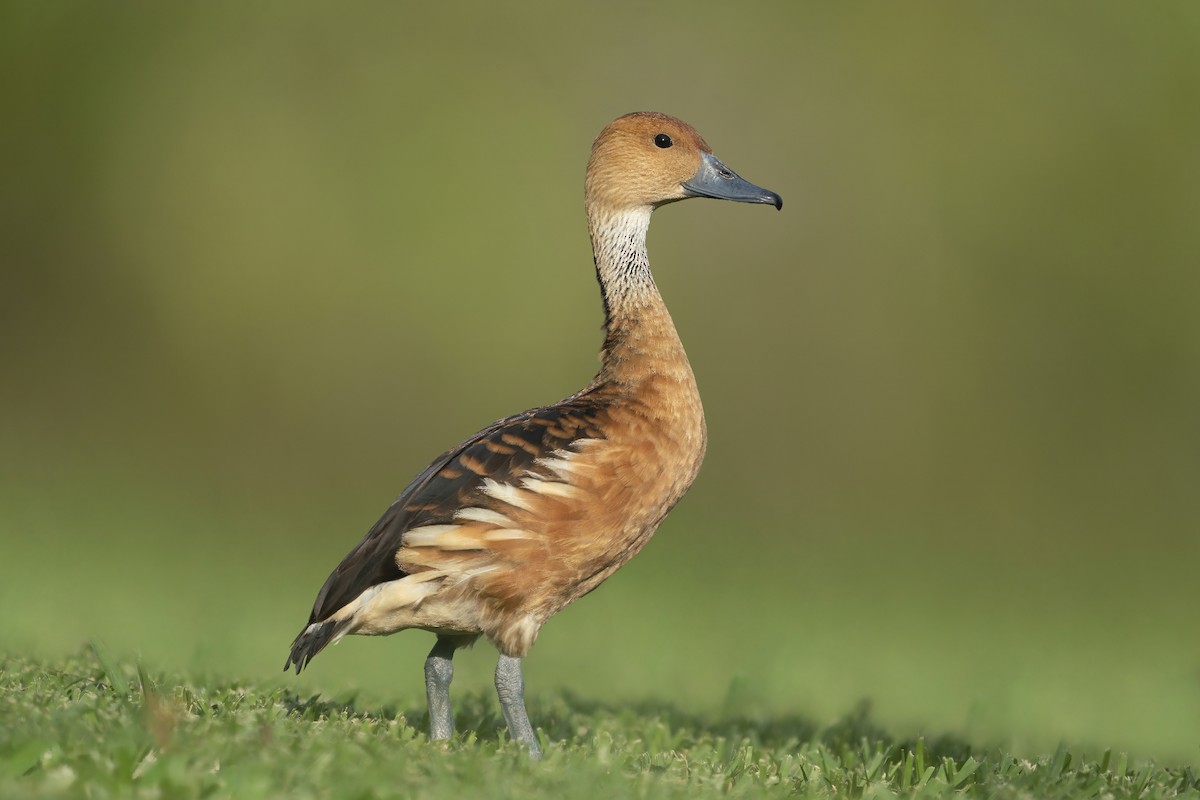 Fulvous Whistling-Duck - ML401369081