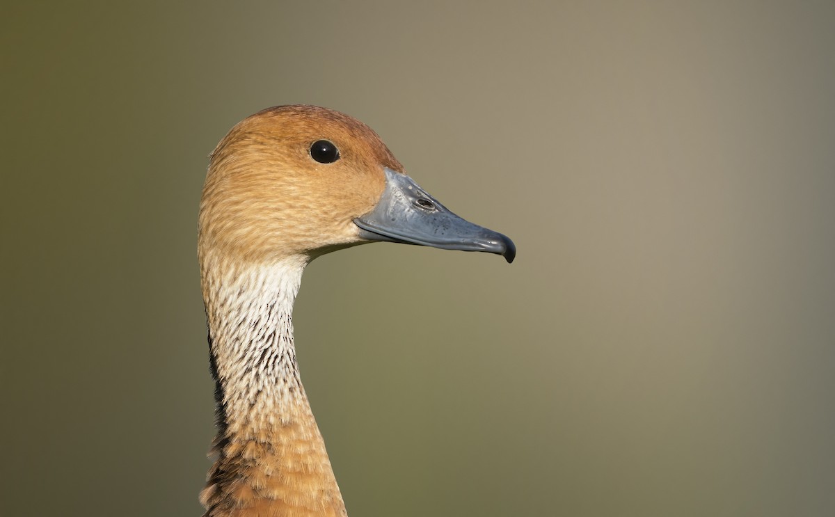 Fulvous Whistling-Duck - ML401369181