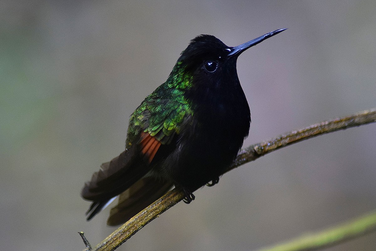 Black-bellied Hummingbird - Joel Beyer