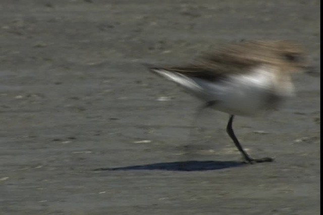 Two-banded Plover - ML401372