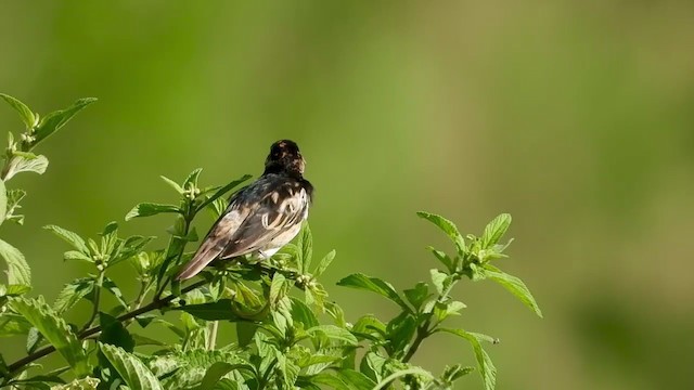 Pin-tailed Whydah - ML401380711