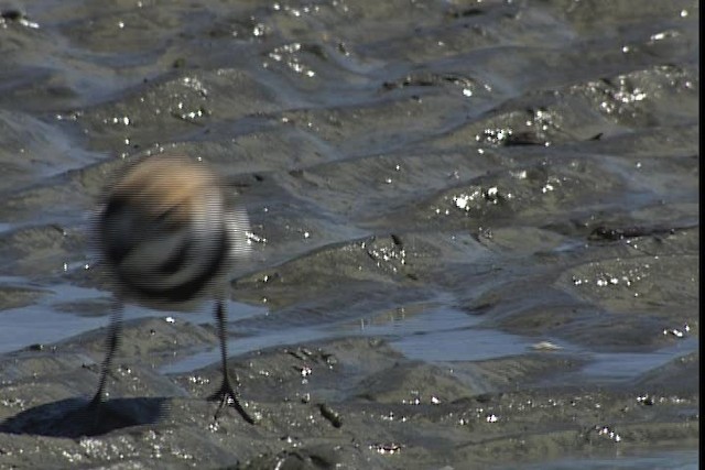 Two-banded Plover - ML401382