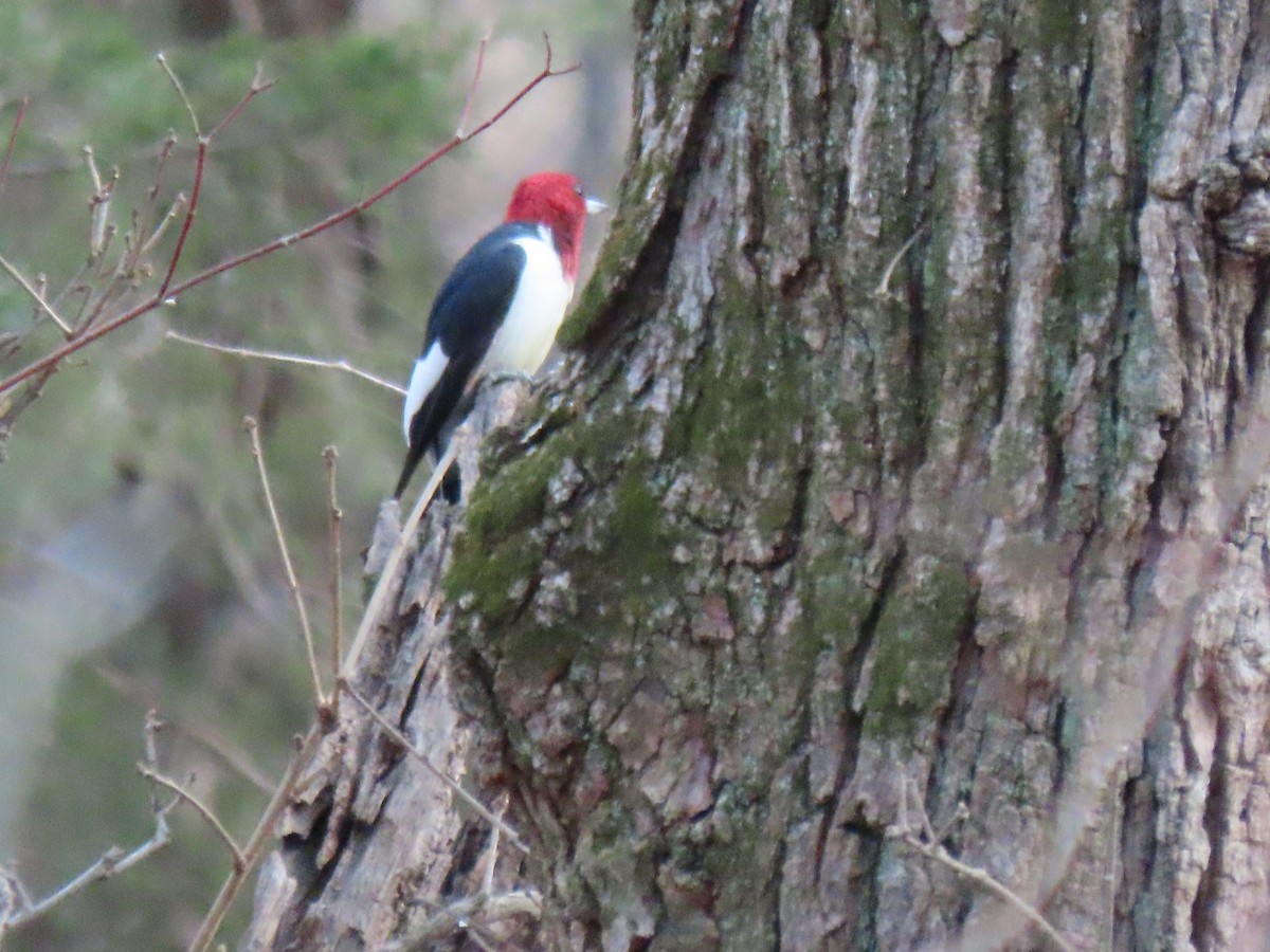 Red-headed Woodpecker - ML401383131