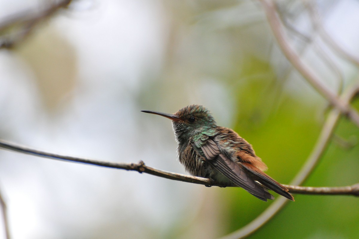Rufous-tailed Hummingbird - ML40138391