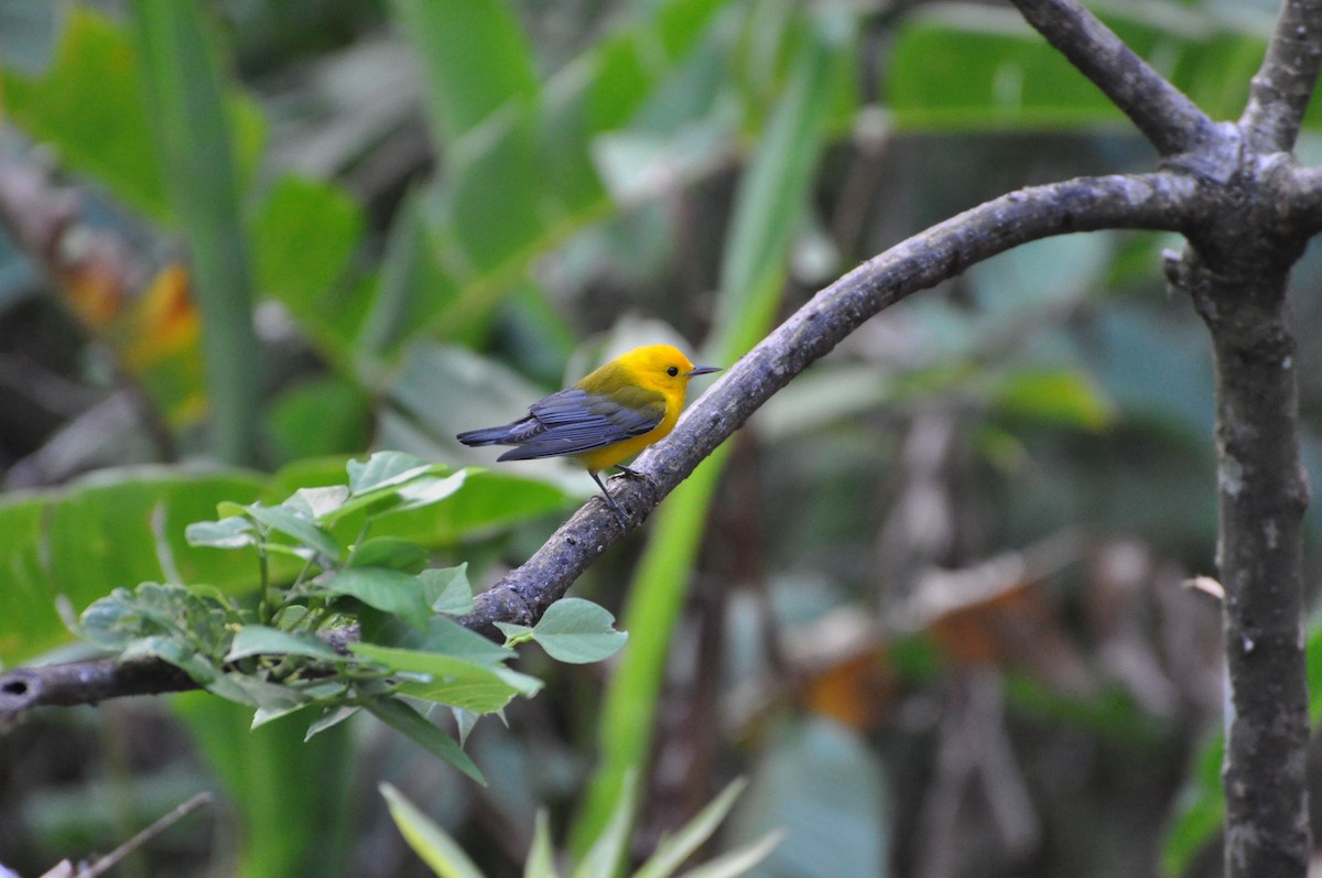 Prothonotary Warbler - ML40138511