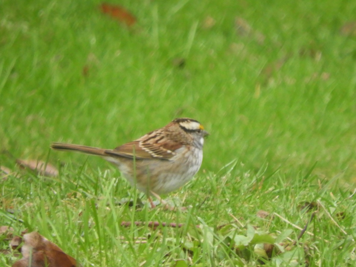 White-throated Sparrow - ML401400951