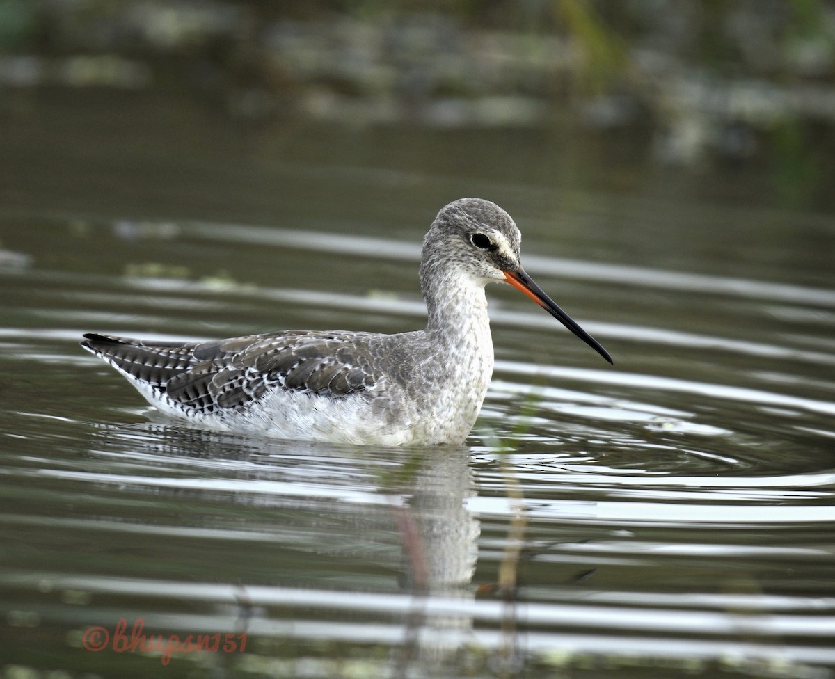 Spotted Redshank - Bhupen Sonowal
