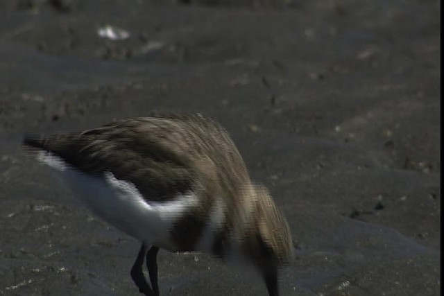 Two-banded Plover - ML401421