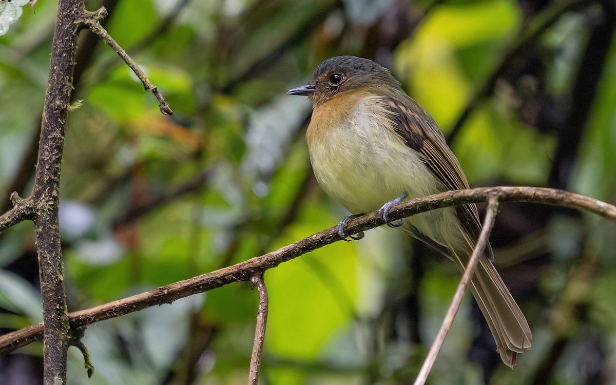 Rufous-breasted Flycatcher - ML401422631