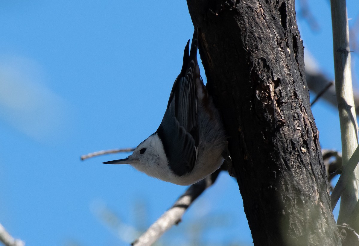 White-breasted Nuthatch - ML401423521