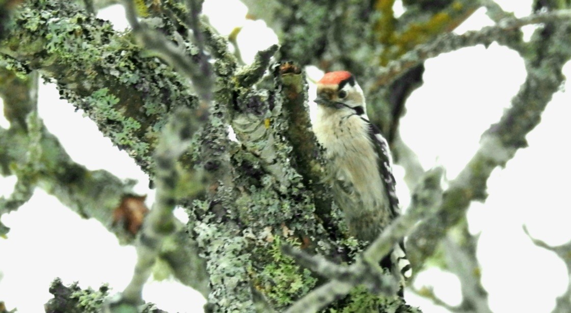 Lesser Spotted Woodpecker - ML401427611