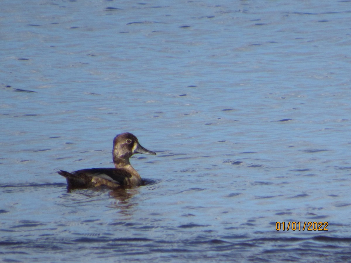 Ring-necked Duck - ML401428351