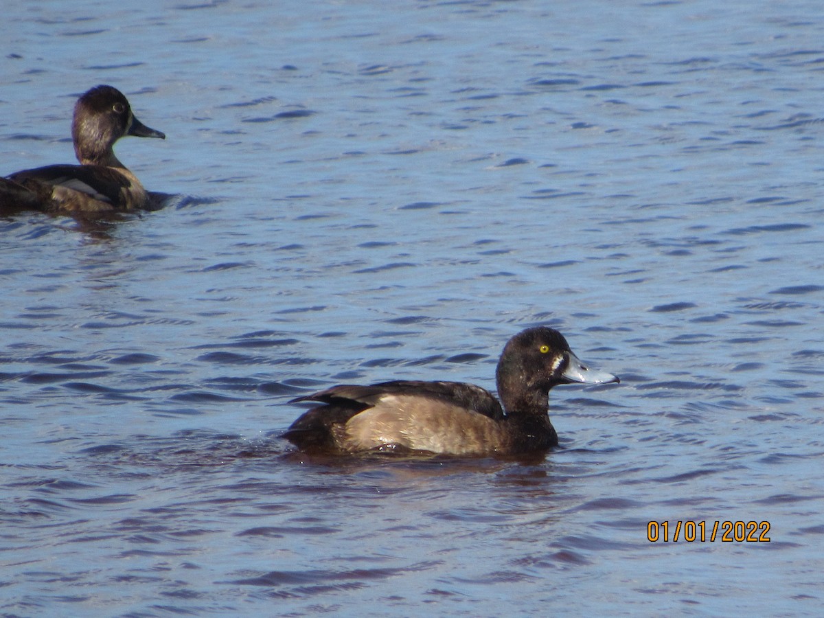 Greater Scaup - Vivian F. Moultrie