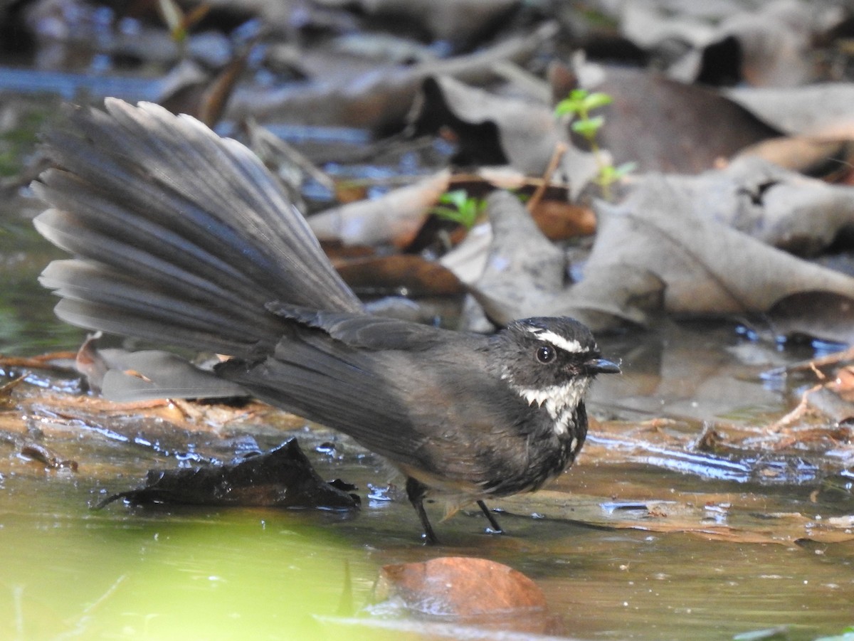 Spot-breasted Fantail - ML401433491
