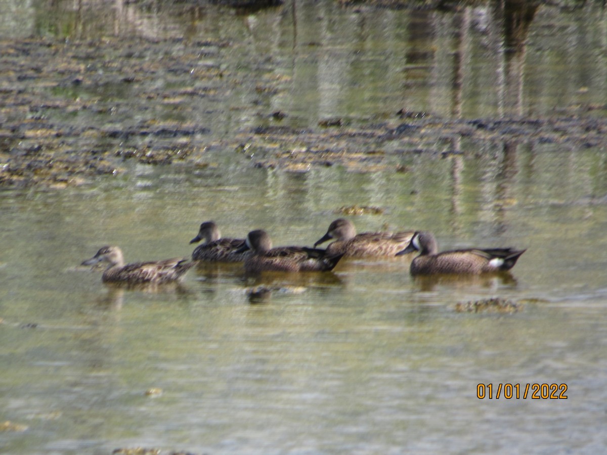 Blue-winged Teal - ML401436351