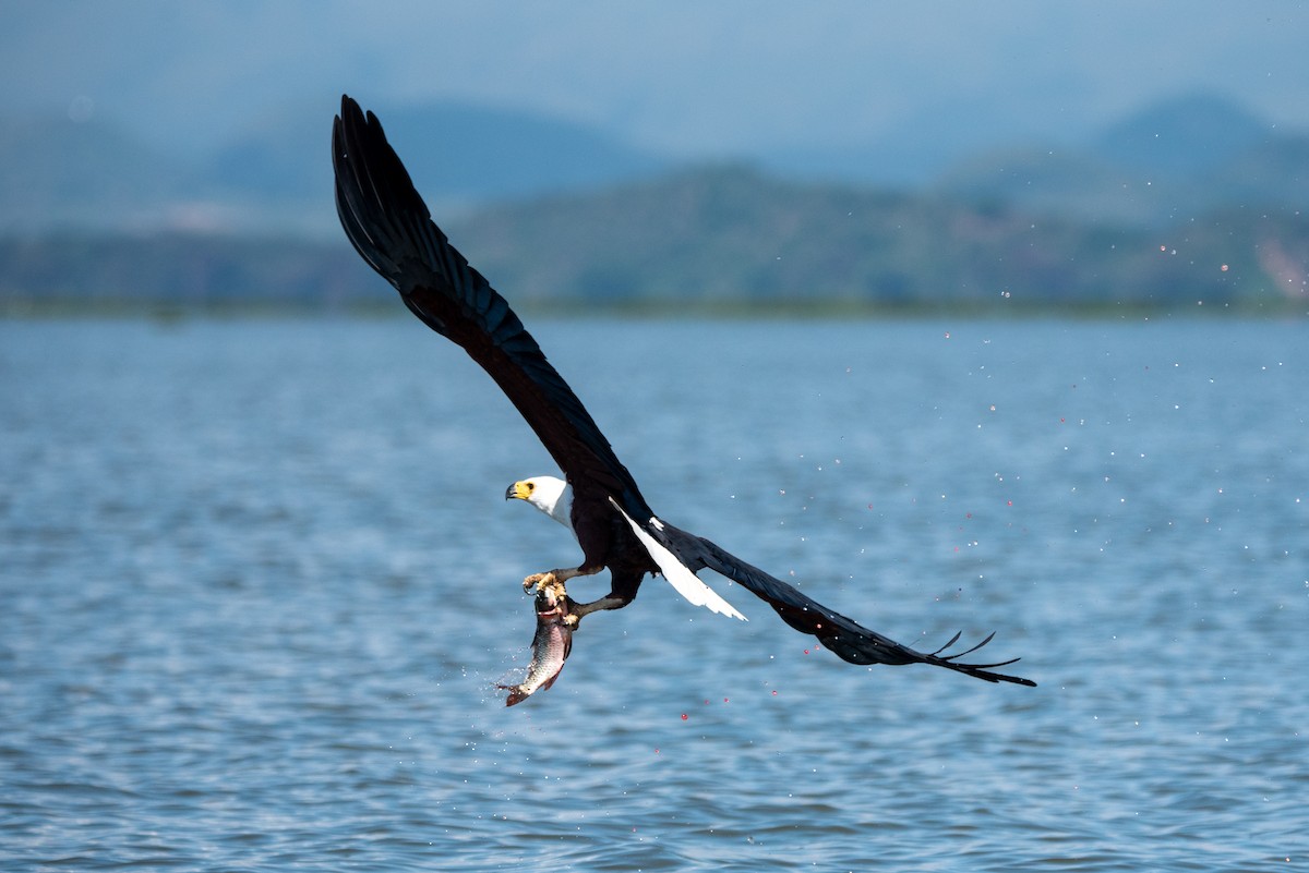 African Fish-Eagle - ML401436441