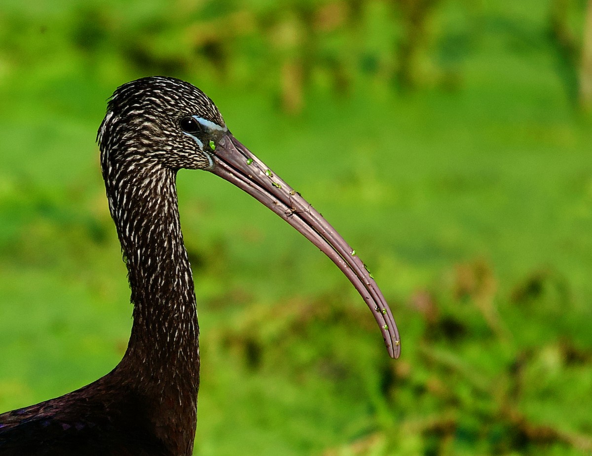 Glossy Ibis - A S