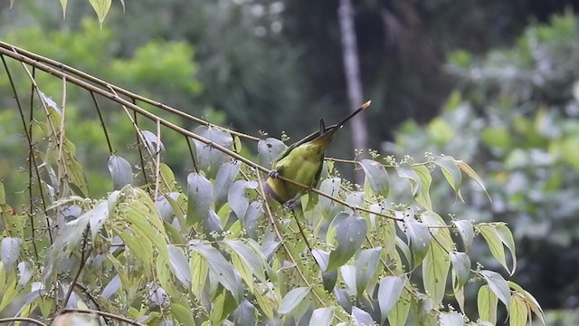 Plum-headed Parakeet - ML401444241