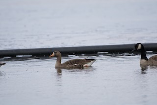 Greater White-fronted Goose, ML40144761