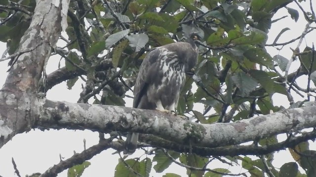 Changeable Hawk-Eagle (Crested) - ML401448021