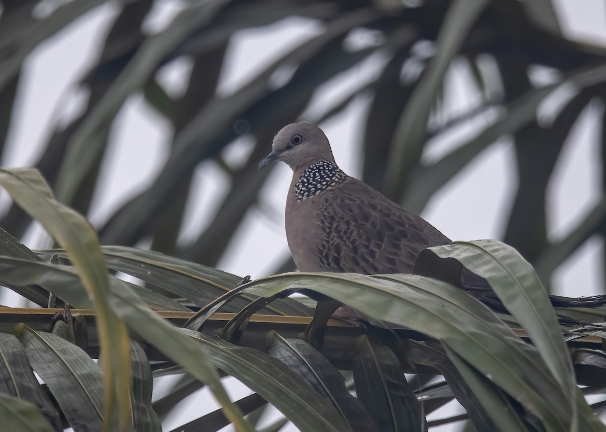 Spotted Dove - ML401448901