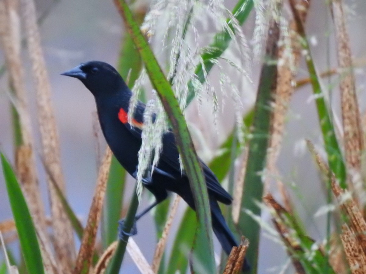 Red-winged Blackbird - ML401450691