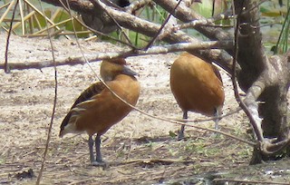 Fulvous Whistling-Duck, ML40145501