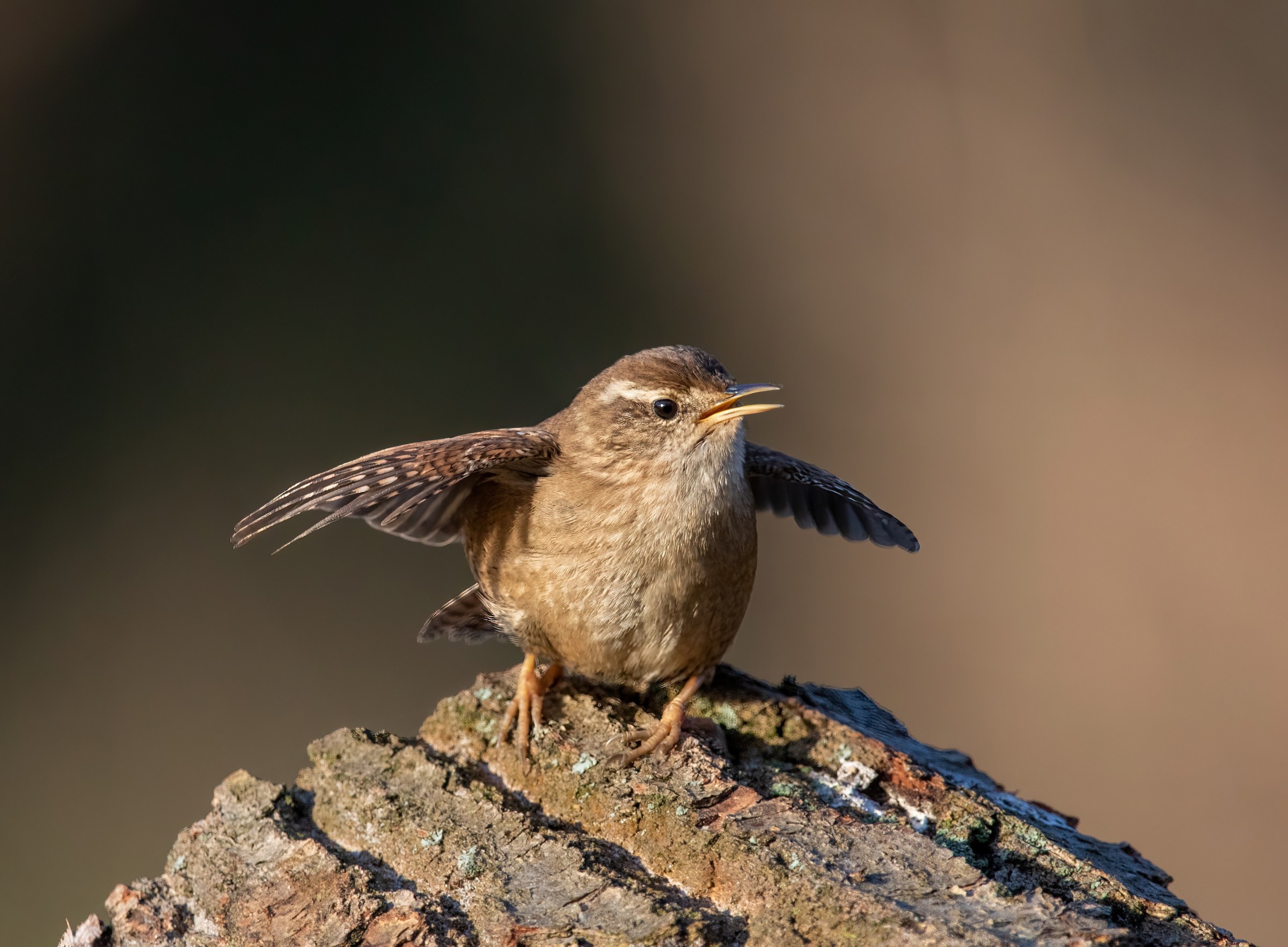 Eurasian Wren птица