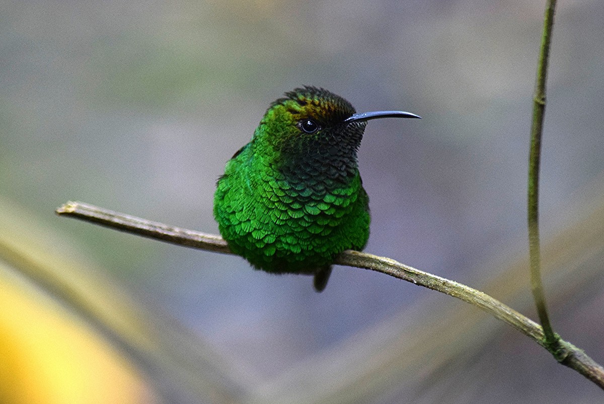 kolibřík měděnohlavý - ML40146601