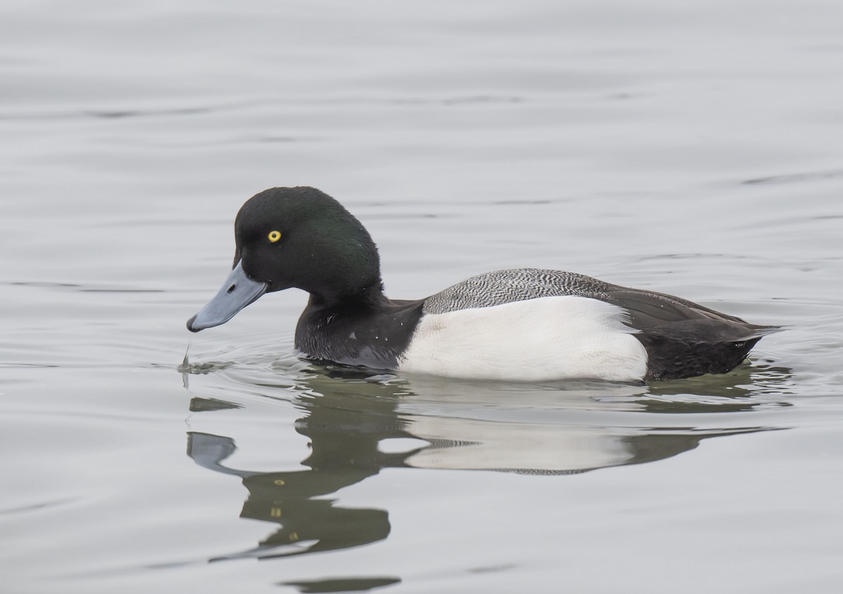 Greater Scaup - ML401478061