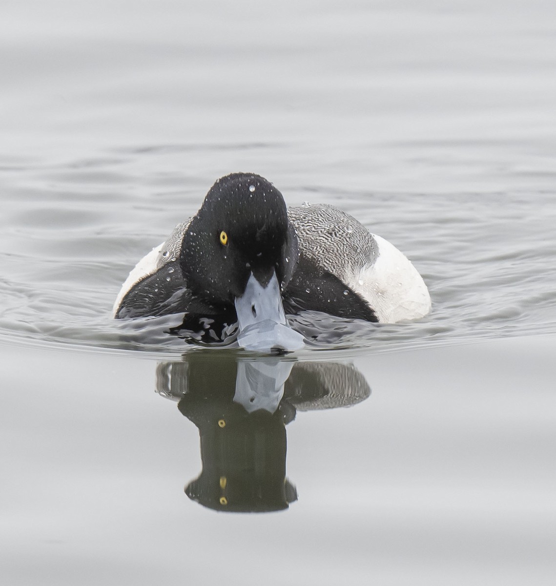 Greater Scaup - ML401478071