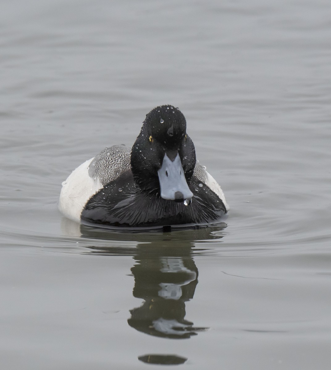 Greater Scaup - ML401478081