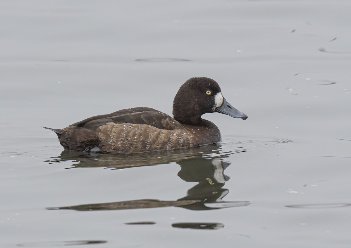 Greater Scaup - ML401478161