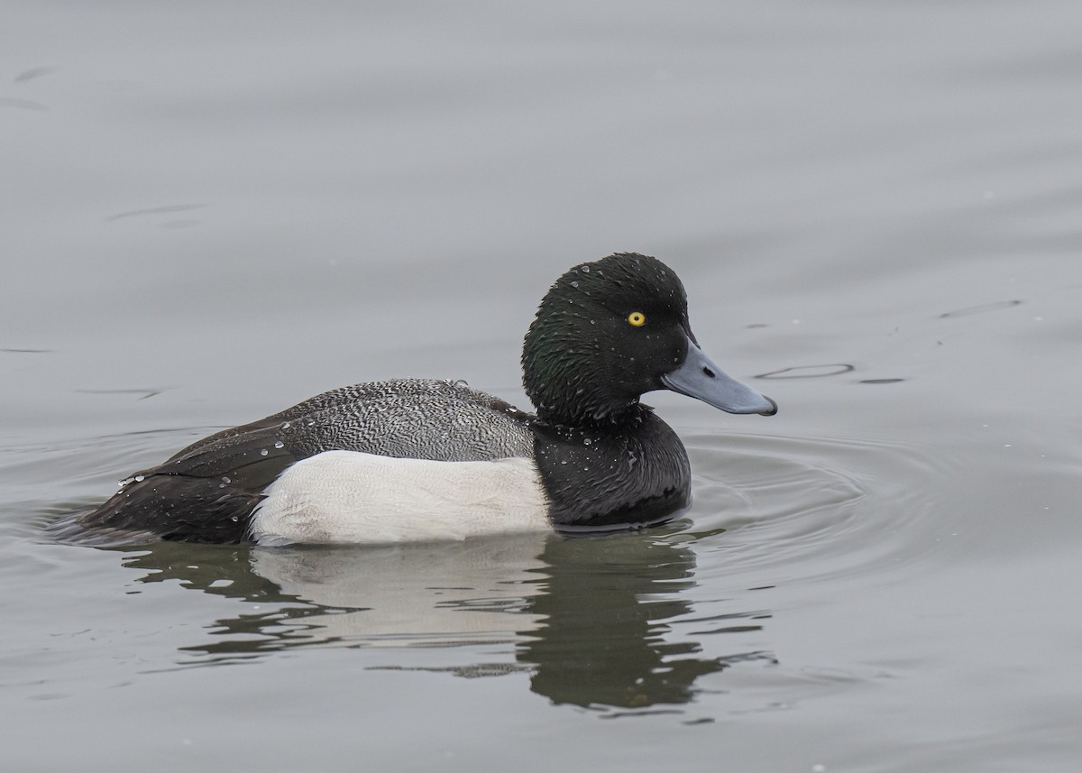 Greater Scaup - ML401478191