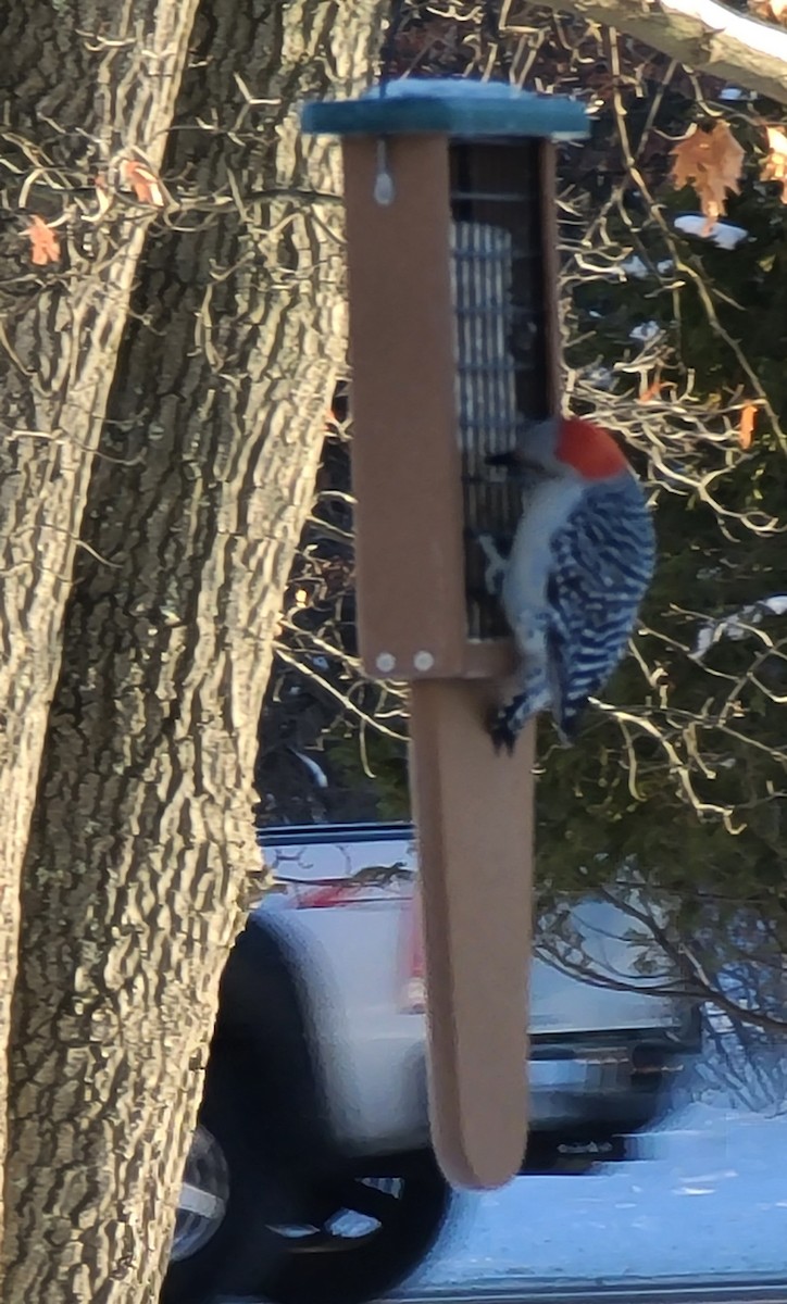Red-bellied Woodpecker - ML401484721