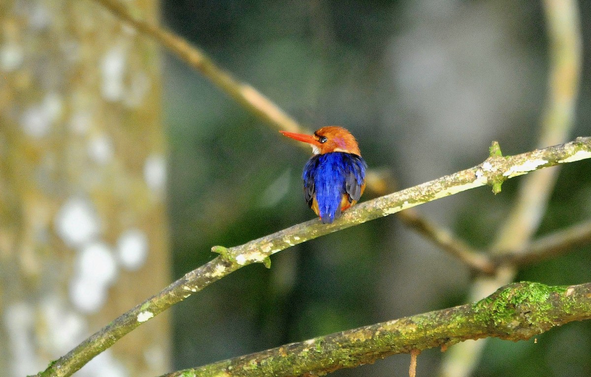 African Dwarf Kingfisher - ML401504191