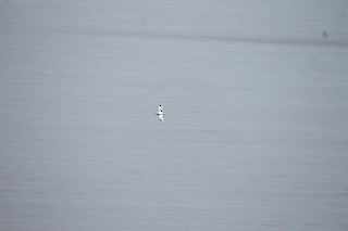 White-tailed Tropicbird, ML401511331