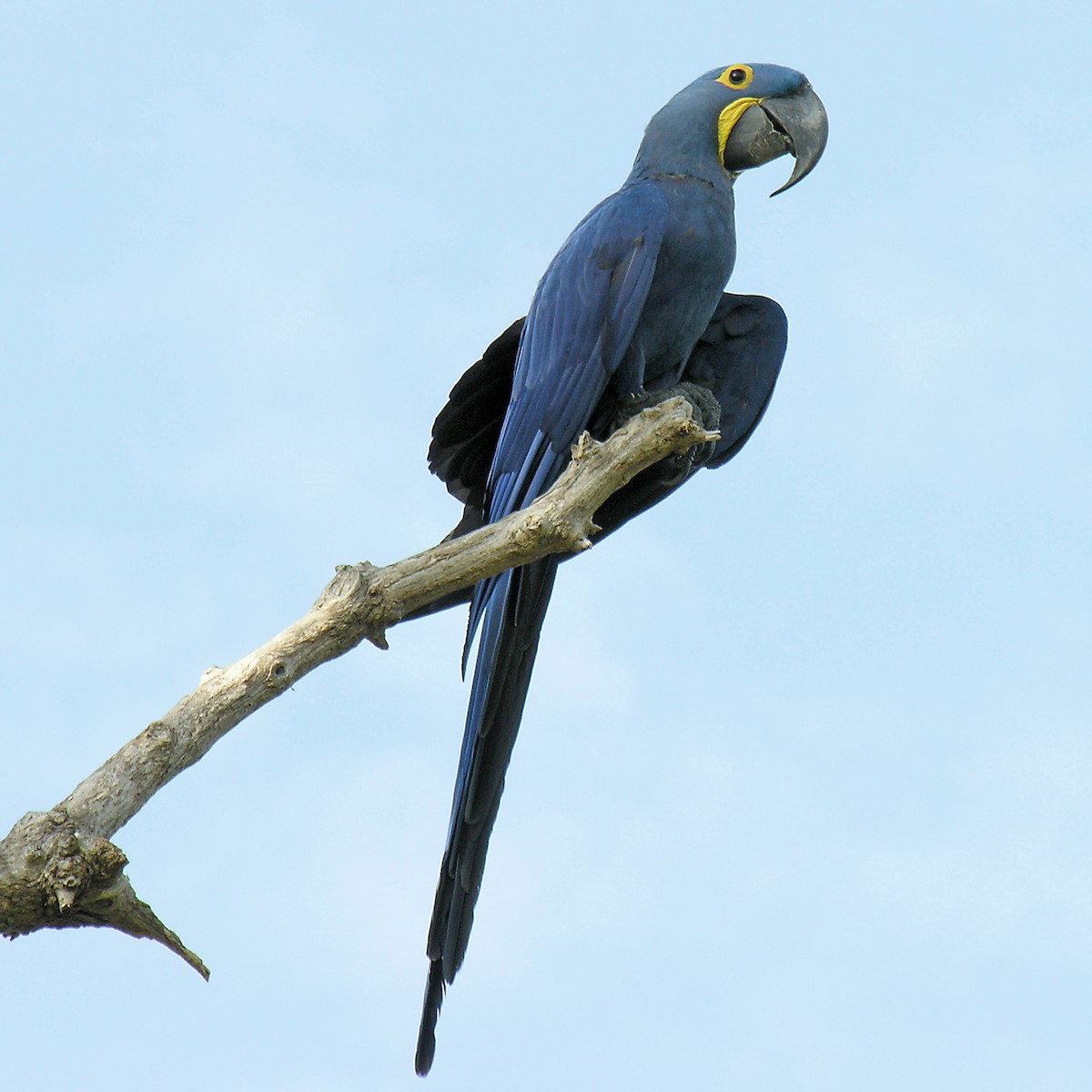 Hyacinth Macaw - ML401511821