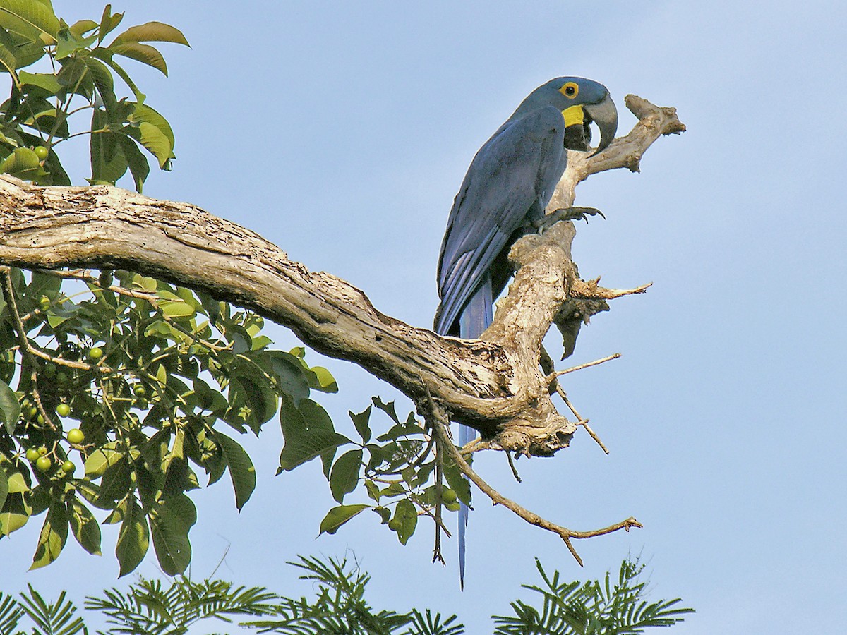Hyacinth Macaw - ML401511891