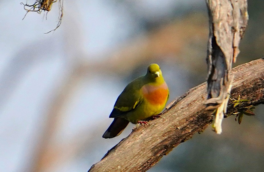 Orange-breasted Green-Pigeon - ML401514921