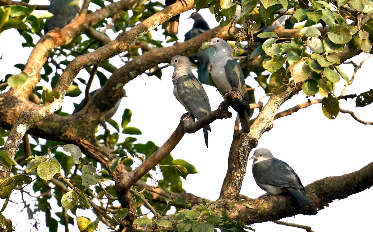 Green Imperial-Pigeon - ML401514971