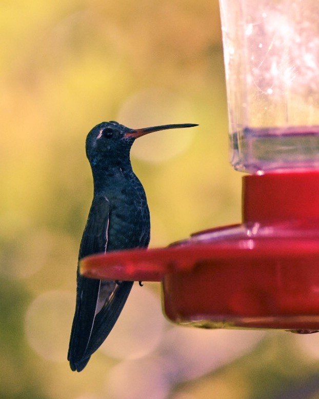 Broad-billed Hummingbird - September Smith