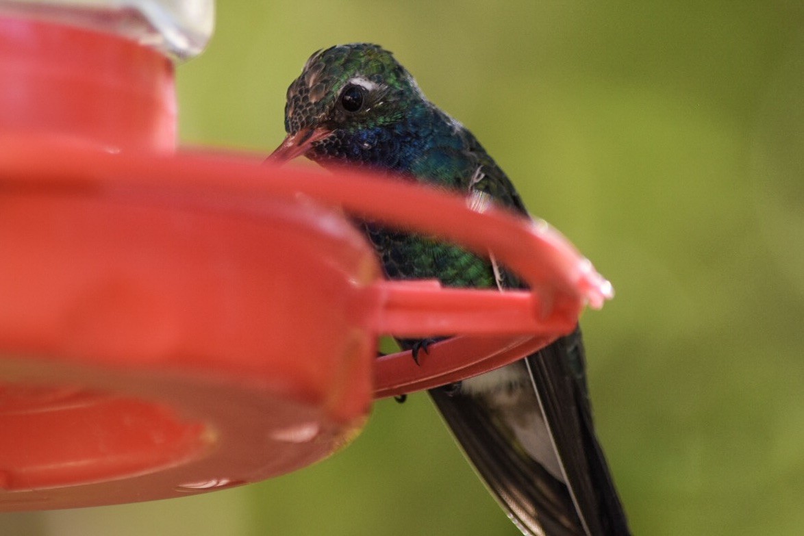 Broad-billed Hummingbird - ML40151711