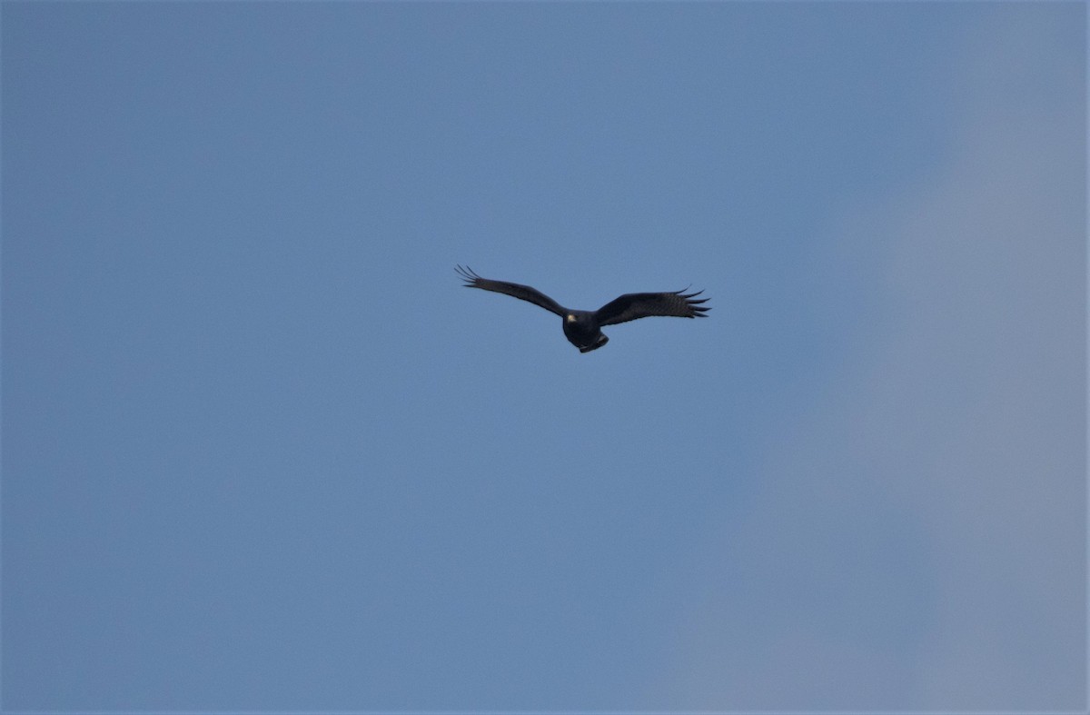 Zone-tailed Hawk - William Tarbox